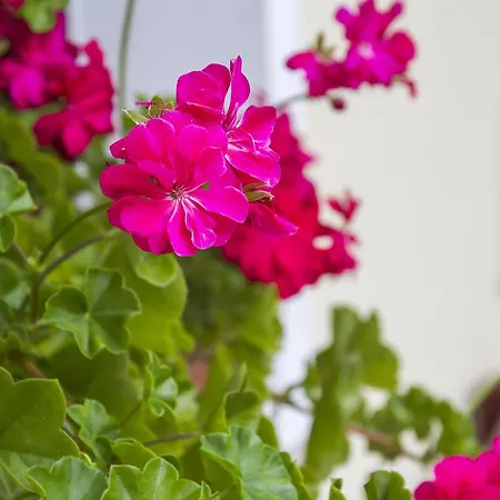 Slemensek Landhuis Vojnik